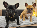Collier de chien chaîne cubaine de luxe – Métal plaqué or